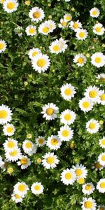 Flowers,Summer,Greens,Camomile,Sunny