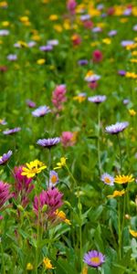 Flowers,Summer,Greens,Field,Meadow