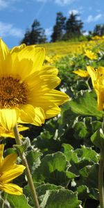 Flowers,Summer,Greens,Field,Sunny,Sunflowers