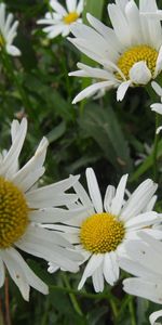 Flowers,Summer,Greens,Glade,Grass,Polyana,Camomile