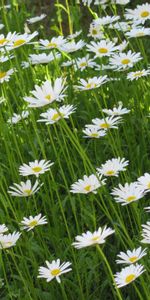 Flowers,Summer,Greens,Glade,Polyana,Camomile