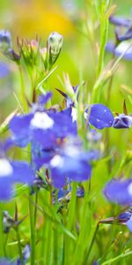 Flowers,Summer,Greens,Meadow