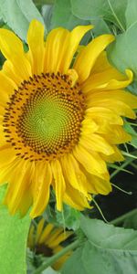 Flowers,Summer,Greens,Mood,Sunflowers