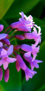 Flowers,Summer,Greens,Small