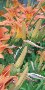 Flowers,Summer,Lilies,Greens,Flower Bed,Flowerbed