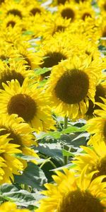 Flowers,Summer,Lot,Mood,Sunny,Sunflowers