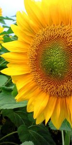 Flowers,Summer,Mood,Field,Sunflowers