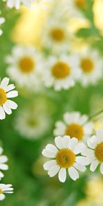 Flowers,Summer,Petals,Close Up,Bouquet,Camomile