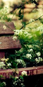 Nature,Banc,Fleurs,Confort,Végétation,Été