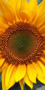 Flores,De Cerca,Primer Plano,Solar,Soleado,Girasol