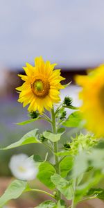 Feuilles,Tournesol,Fleur,Pétales,Fleurs