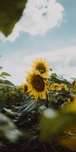 Feuilles,Fleurs,Tournesol,Pétales