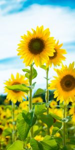 Flowers,Sunflower,Petals,Field