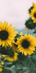 Planter,Tournesol,Plante,Fleurs,Floraison