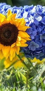 Flowers,Sunflower,Sharpness,Hydrangeas,Close Up,Vase