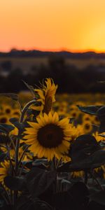 Puesta Del Sol,Flores,Campo,Girasoles