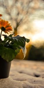 Flowers,Sunset,Gerberas,Evening,Pot,Nature,Snow