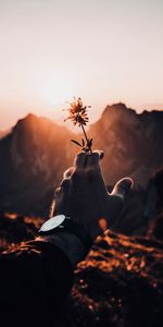 Flowers,Sunset,Hand,Sunlight,Flower