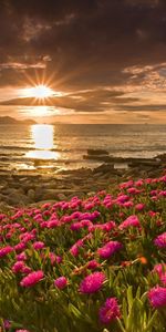 Fleurs,Coucher De Soleil,Paysage,Plage