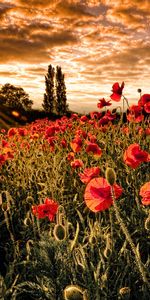 Flowers,Sunset,Landscape,Plants,Fields