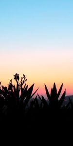 Flowers,Sunset,Plant,Shadow,Nature