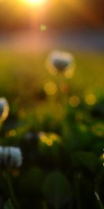 Flowers,Sunset,Plants