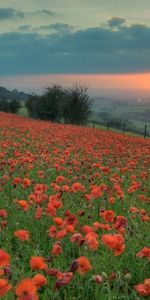 Naturaleza,Flores,Noche,Campo,Puesta Del Sol,Amapolas