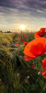 Flowers,Sunset,Poppies,Sun,Wildflowers