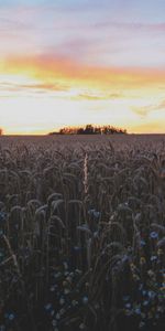 Naturaleza,Flores,Cielo,Campo,Orejas,Espigas,Puesta Del Sol