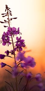 Flowers,Sunset,Violet,Blur,Smooth,Flower,Petals,Focus,Purple