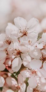 Flowers,Tender,Blooms,Light Pink,Sakura,Spring