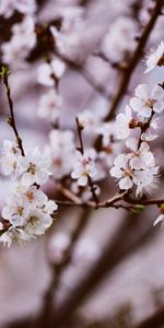 Tendre,Pétale,Fleurs,Fleur,Source,Floraison,Printemps