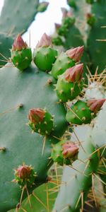 Flowers,Thorns,Cactus,Prickles,Succulent