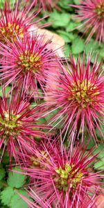 Flowers,Thorns,Prickles,Close Up,Greens