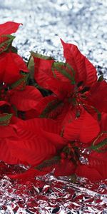 Flowers,To Lie Down,Lie,Poinsettia,Foil