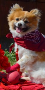 Flowers,Toys,Protruding Tongue,Tongue Stuck Out,Puppy,Handkerchief,Kerchief,Animals,Dog,Ball