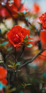 Flowers,Tree,Branches,Wood,Bloom,Flowering