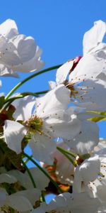 Bois,Arbre,Cerise,Fleurs,Floraison,Source,Printemps