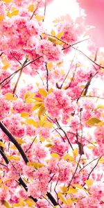 Flowers,Tree,Flowering,Cherry,Wood,Bloom