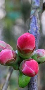 Flores,Primavera,Riñón,Madera,Riñones,Árbol