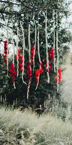 Flowers,Tree,Nature,Wood,Branch