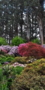 Flowers,Trees,Bush,Flowering,Greens,Garden,Nature,Bloom