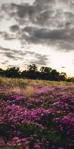 Flores,Árboles,Naturaleza,Campo,Paisaje