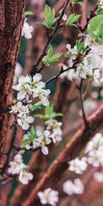 Flowers,Trees,Flowering,Garden,Bloom