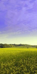 Flowers,Trees,Glade,Summer,Polyana,Nature