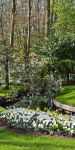 Herbe,Buissons,Arbres,Paysage,Fleurs