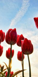 Herbe,Soleil,Sky,Arbres,Nuages,Fleurs,Tulipes