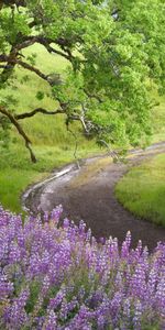 Flowers,Trees,Landscape