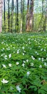 Flowers,Trees,Landscape