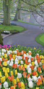 Paisaje,Flores,Árboles,Tulipanes